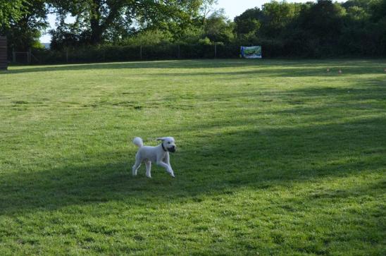 13.05.2022 Workshop Obedience "Jetzt aber los, nix verpassen"